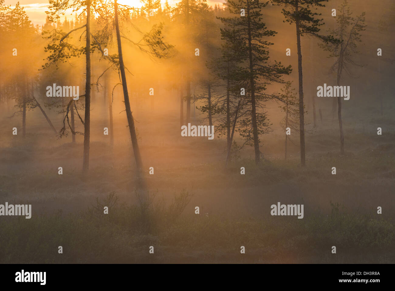foggy mood, Stubba nature reserve, Sweden Stock Photo