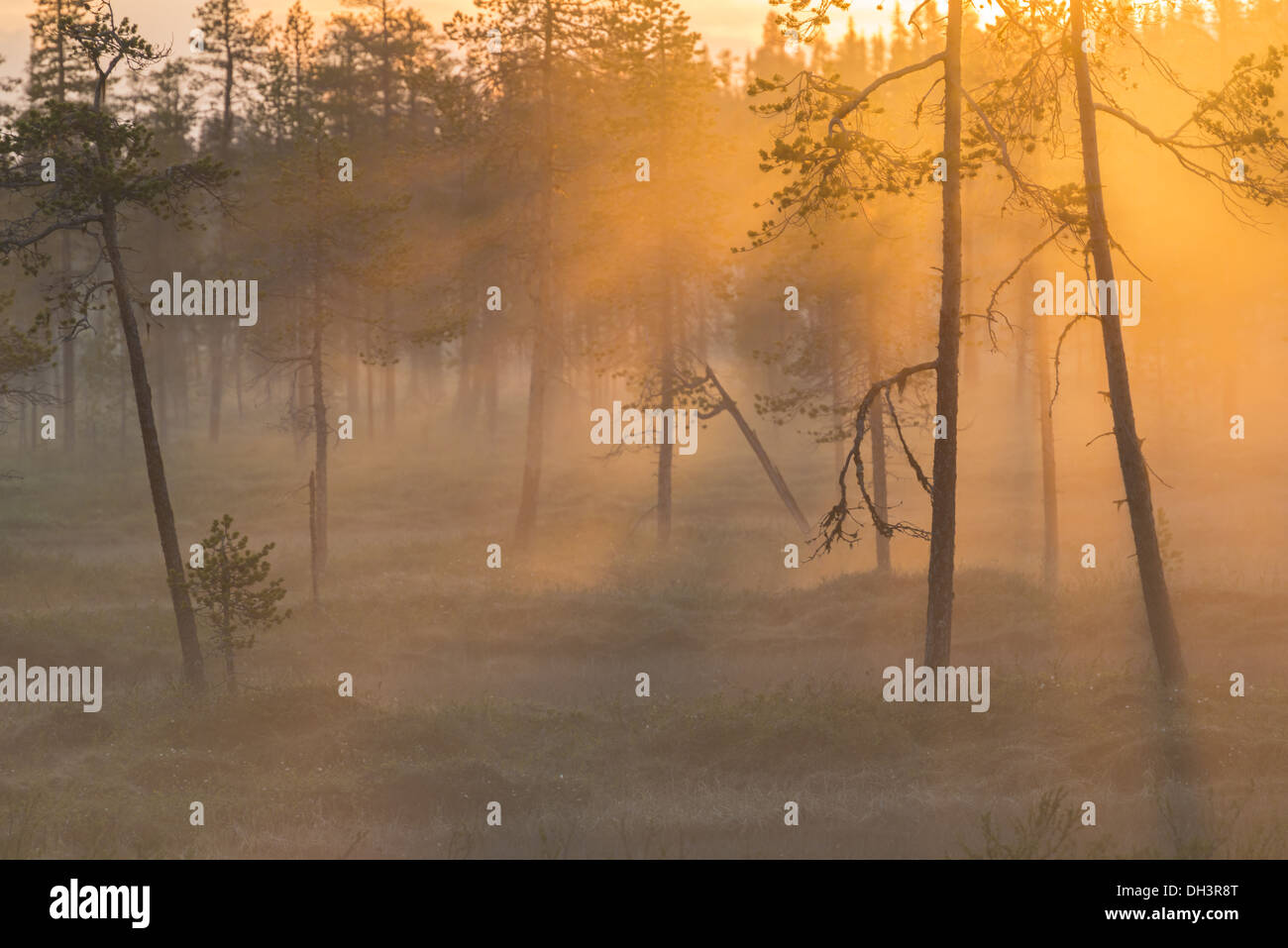 foggy mood, Stubba nature reserve, Sweden Stock Photo