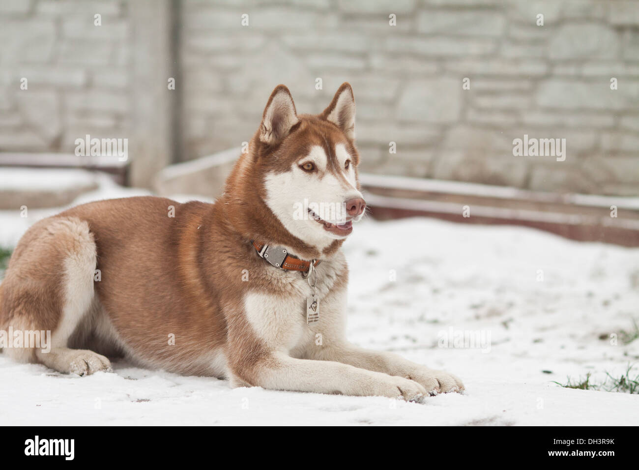 beautiful dog breed siberian husky in winter Stock Photo - Alamy