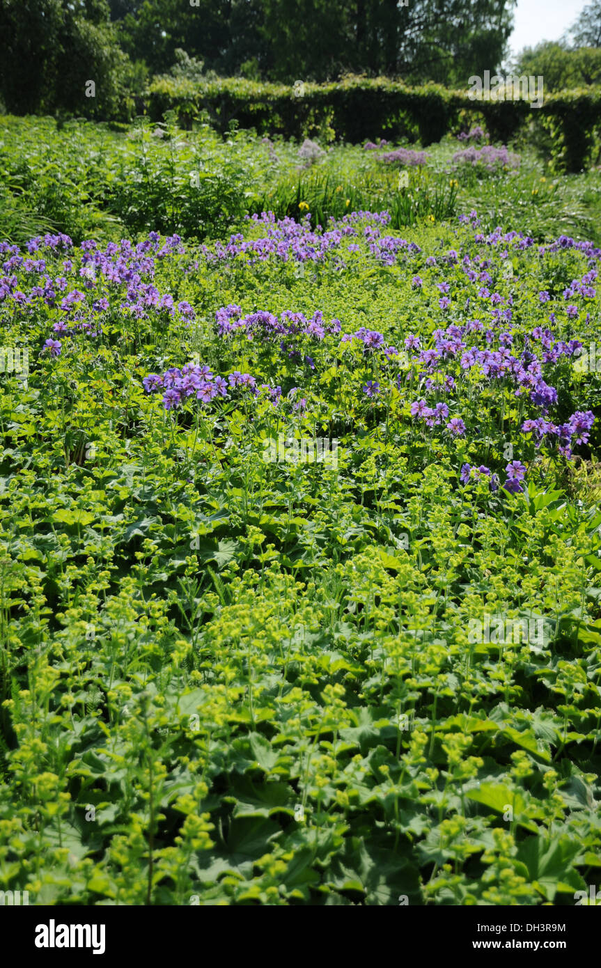 Ladies mantles hi-res stock photography and images - Alamy