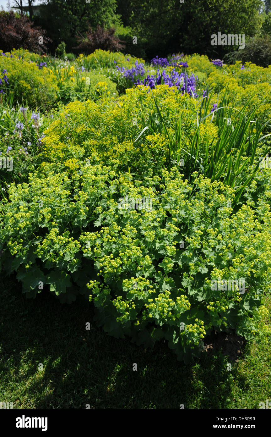 Ladies mantles hi-res stock photography and images - Alamy