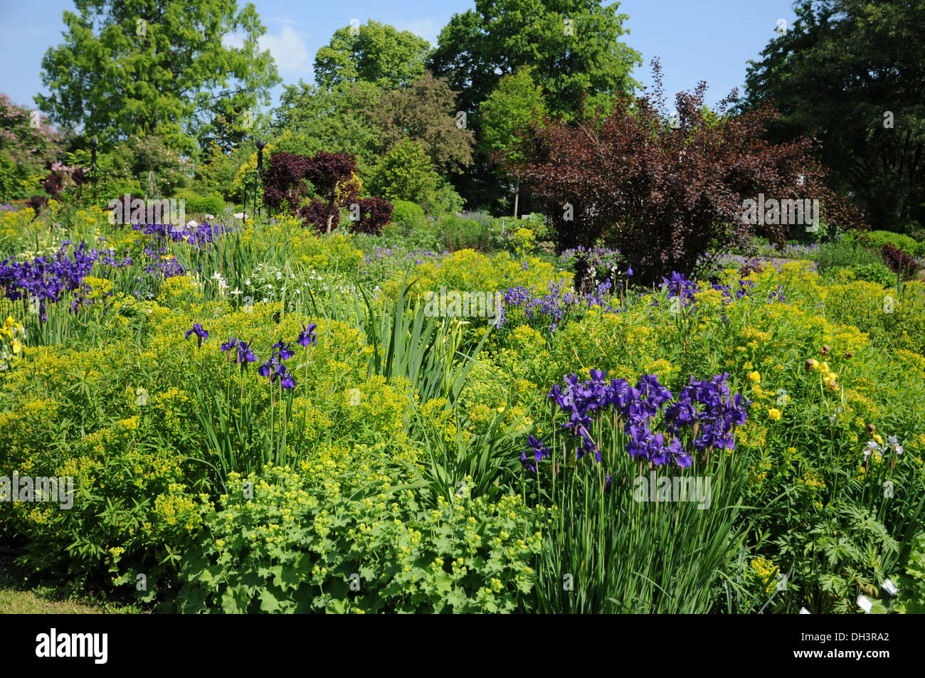 Ladies mantles hi-res stock photography and images - Alamy