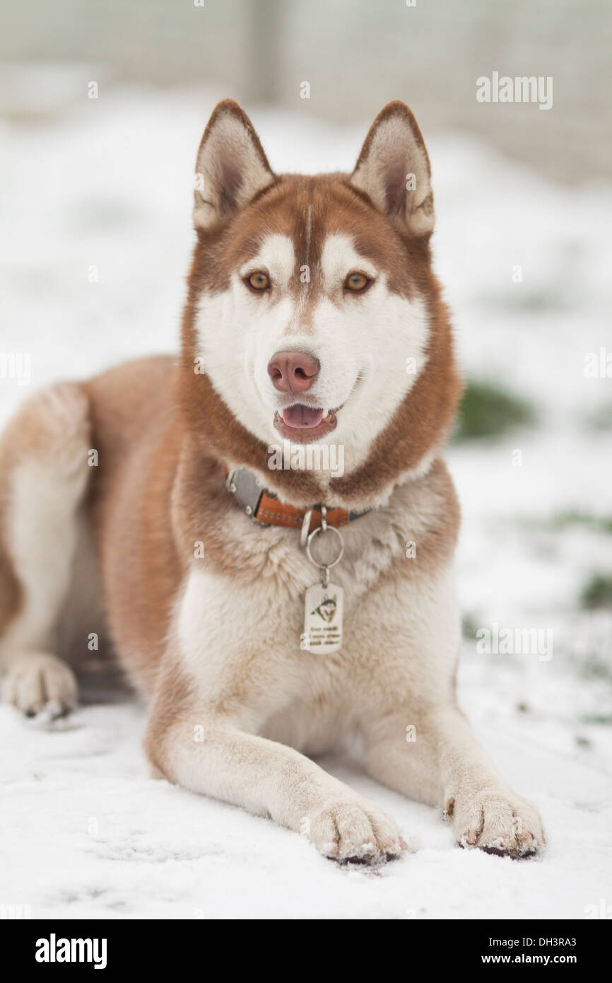 beautiful dog breed siberian husky in winter Stock Photo - Alamy