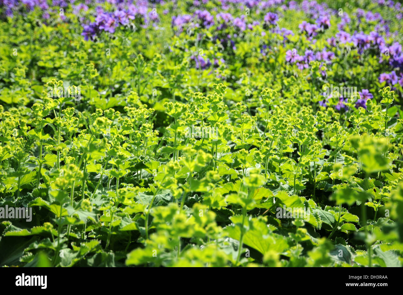 Ladies mantles hi-res stock photography and images - Alamy