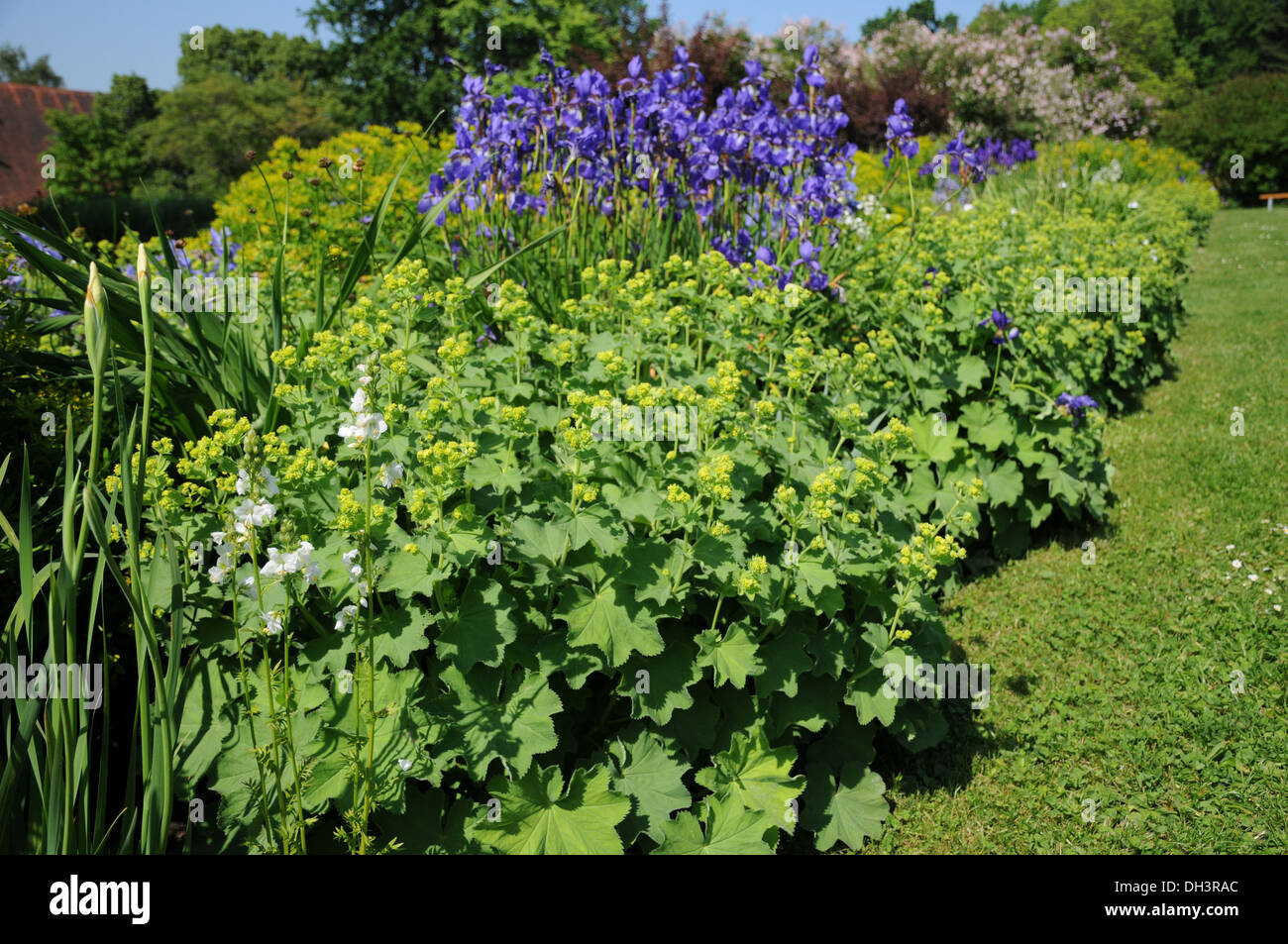 Ladys mantles hi-res stock photography and images - Alamy