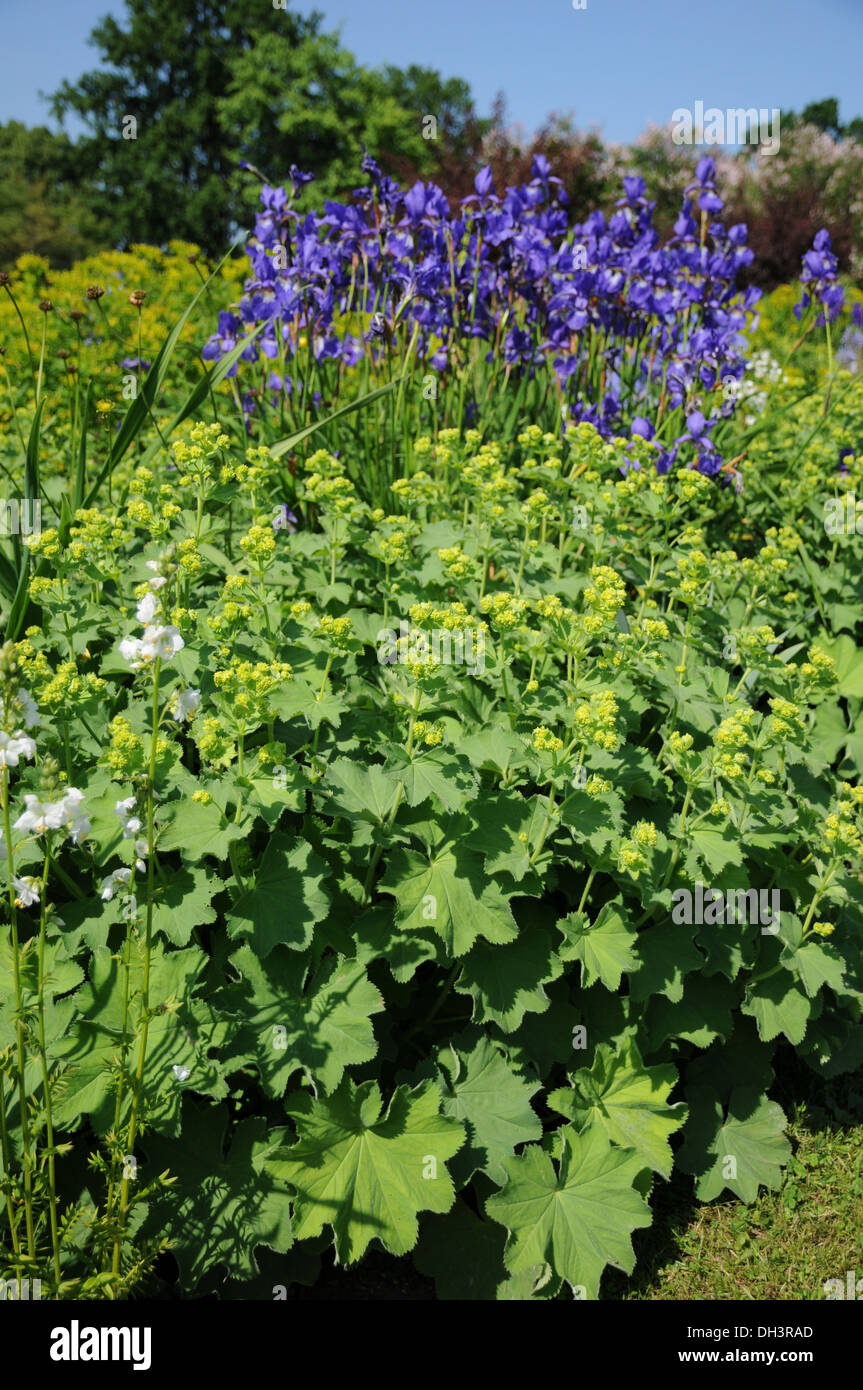Ladies mantle flowers hi-res stock photography and images - Alamy