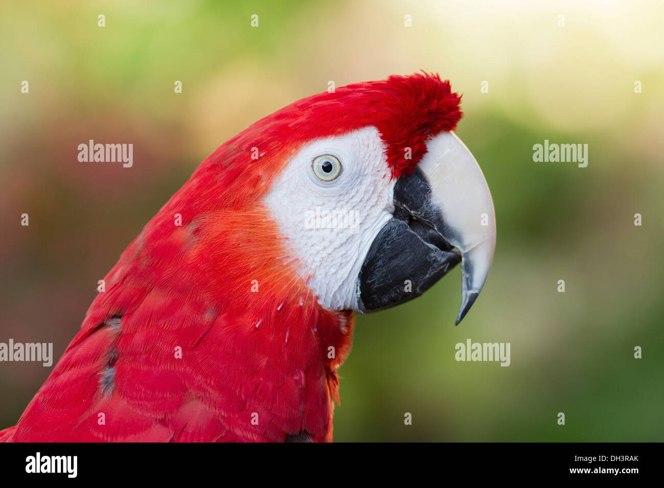 The Scarlet Macaw is a large, colorful macaw. It is native to humid evergreen forests in the American tropics. Stock Photo