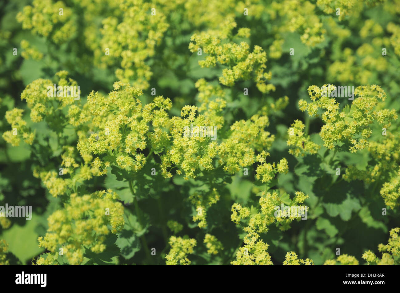 Ladies mantle flowers hi-res stock photography and images - Alamy