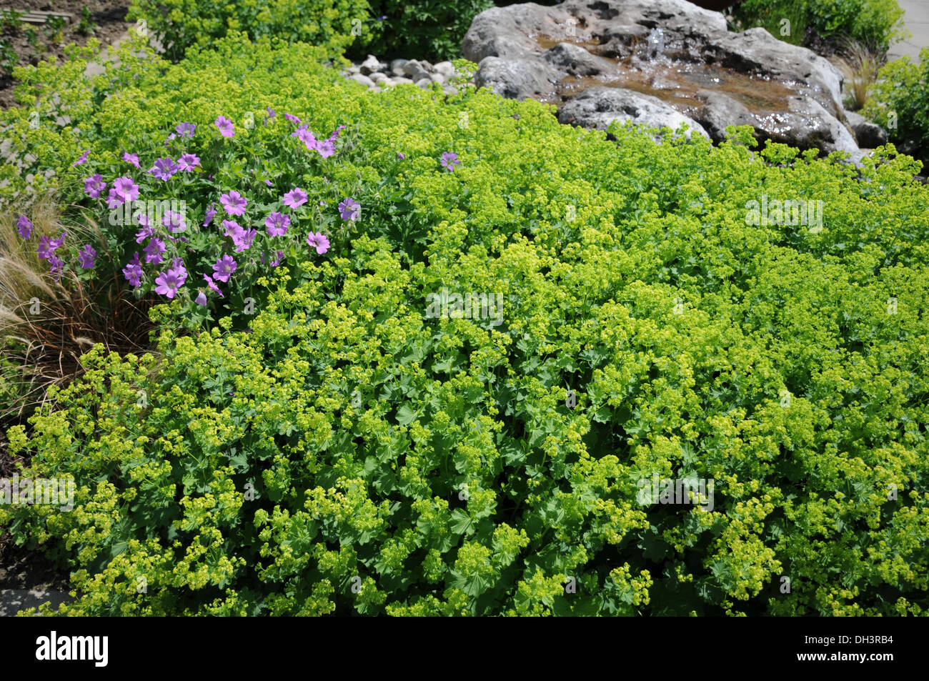 Ladies mantles hi-res stock photography and images - Alamy