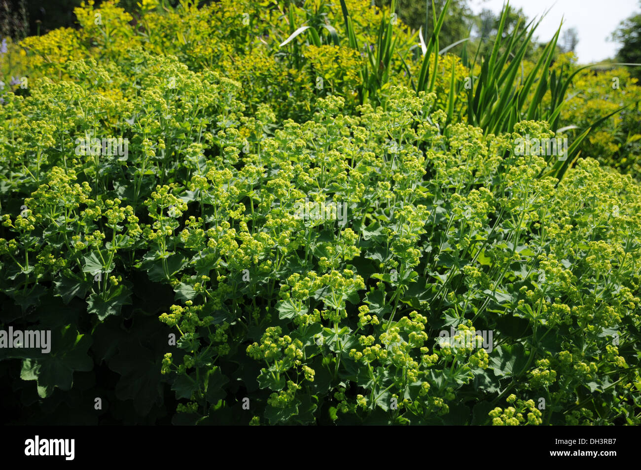 Ladies mantles hi-res stock photography and images - Alamy