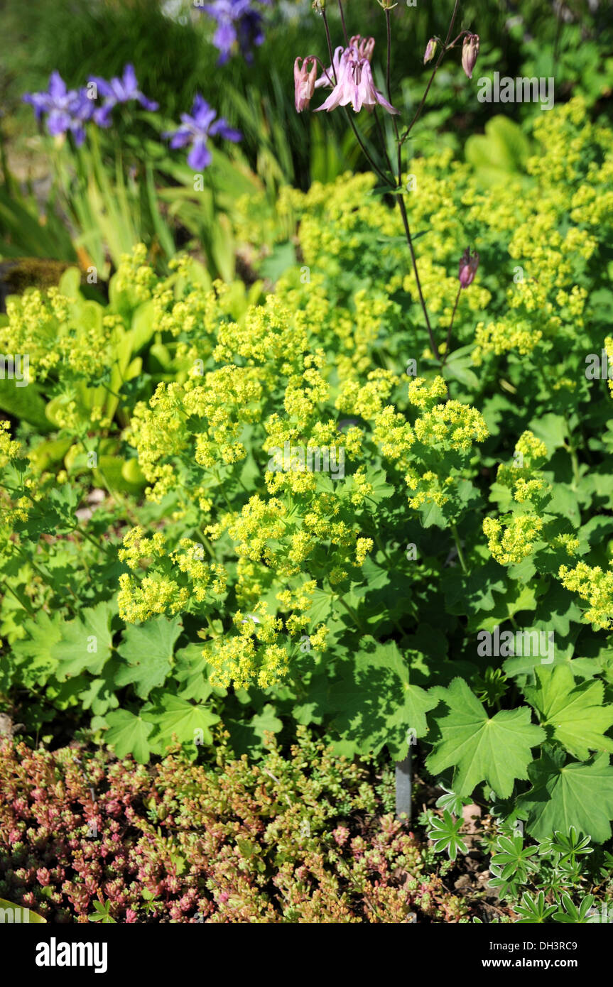 Ladies mantle flowers hi-res stock photography and images - Alamy