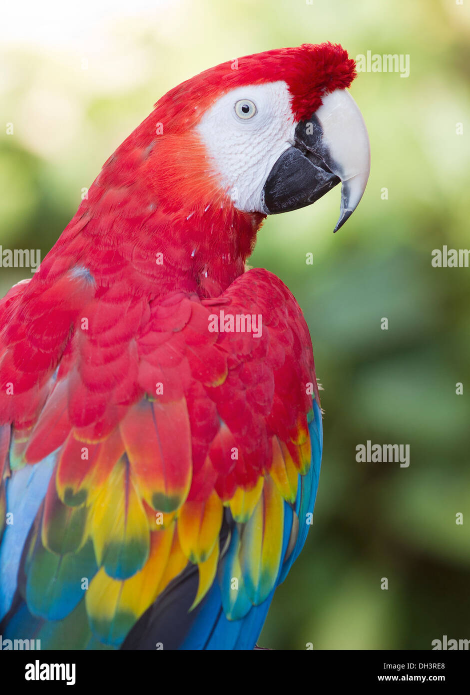 The Scarlet Macaw is a large, colorful macaw. It is native to humid evergreen forests in the American tropics. Stock Photo