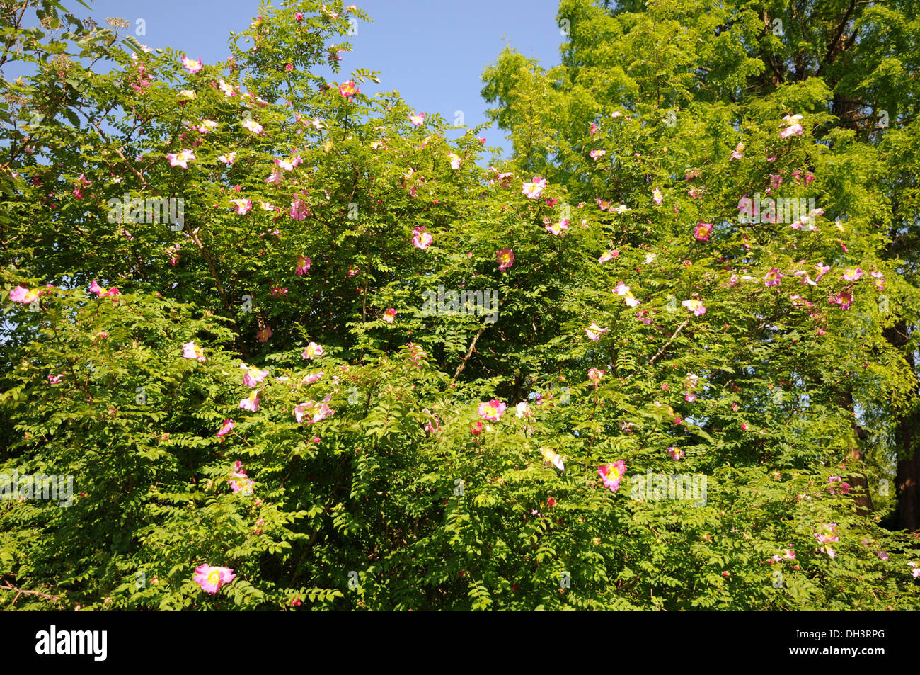 Chestnut rose hi-res stock photography and images - Alamy