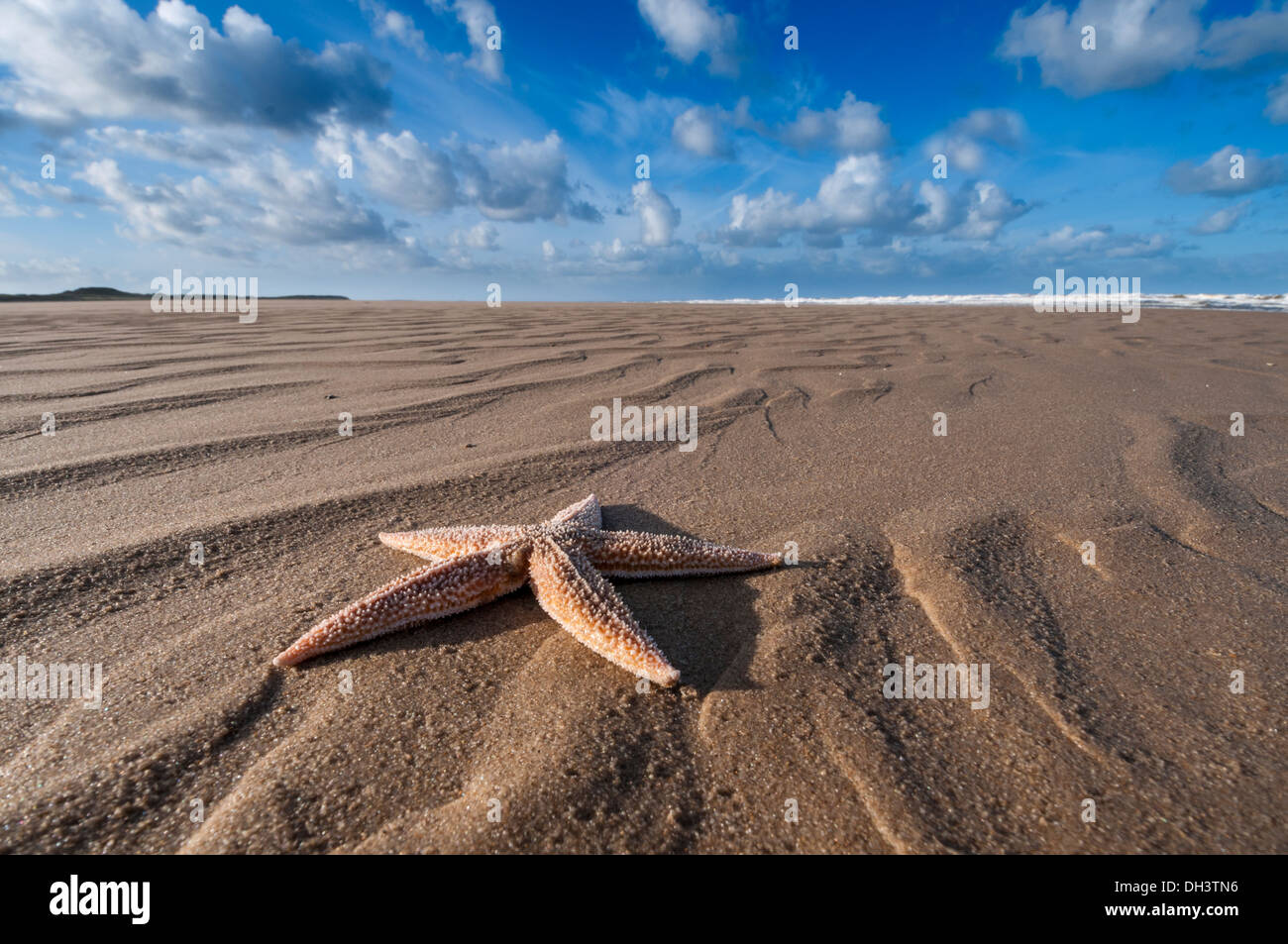 Starfish on the beach. Stock Photo