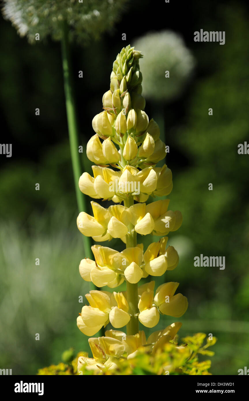 Lupin Stock Photo Alamy