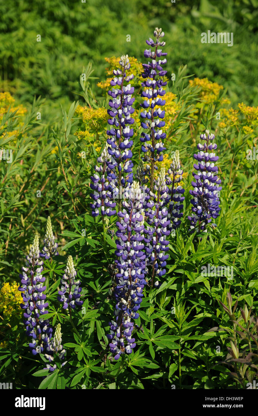 Blaue lupine hires stock photography and images Alamy