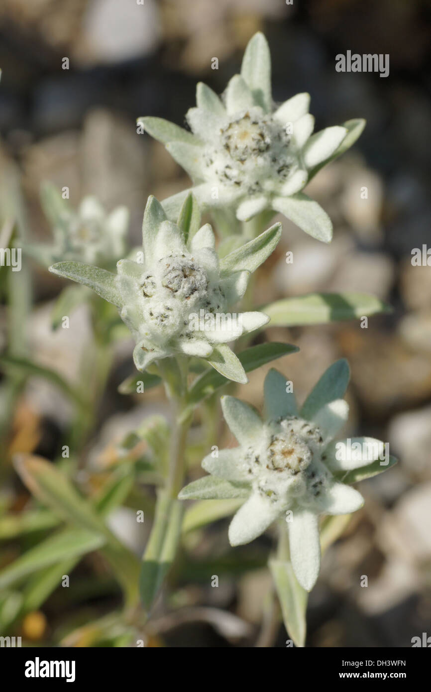 Gürtelschließe Edelweiß 4,0 cm Tracht Edelweiss Blume Alpen Dorn Bayern Gürtelschließe Edelweiß 4,0 cm Tracht Edelweiss Blume Alpen Dorn Bayern