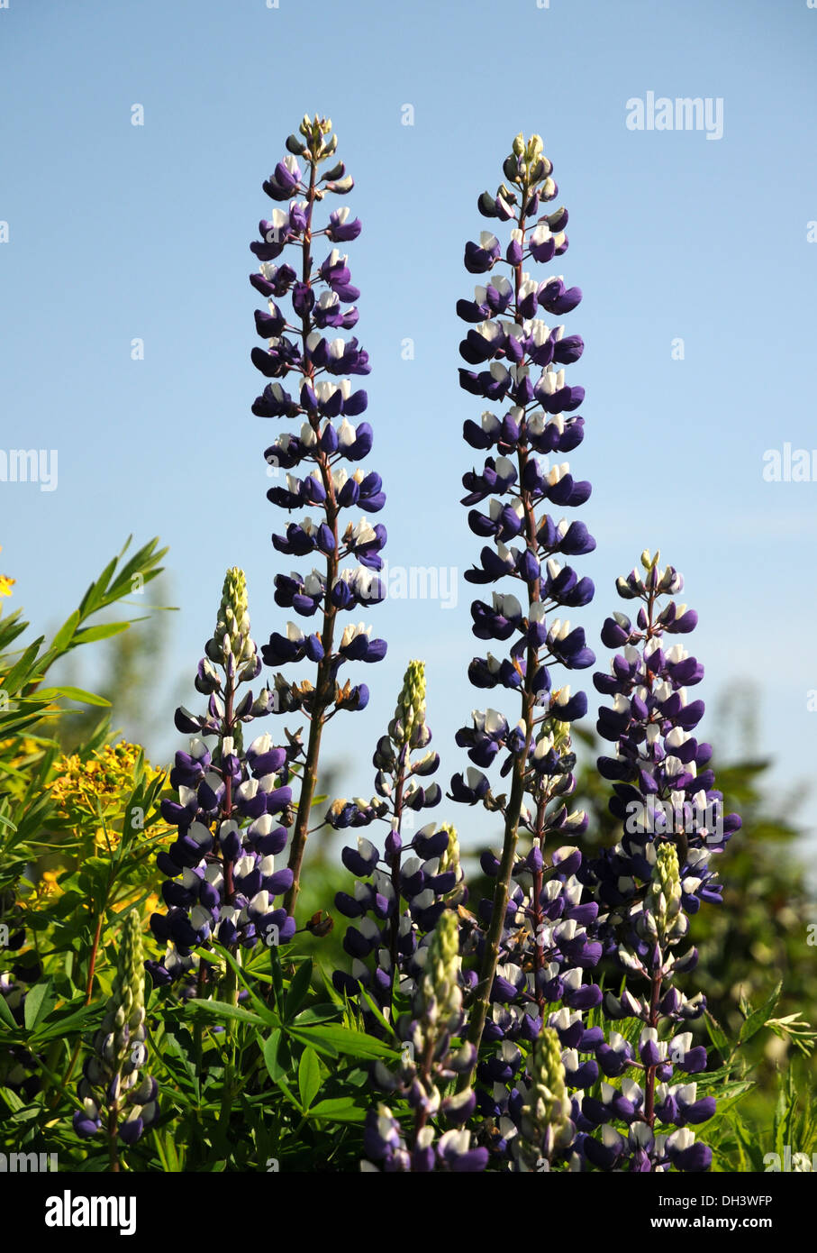 Blaue lupine hires stock photography and images Alamy