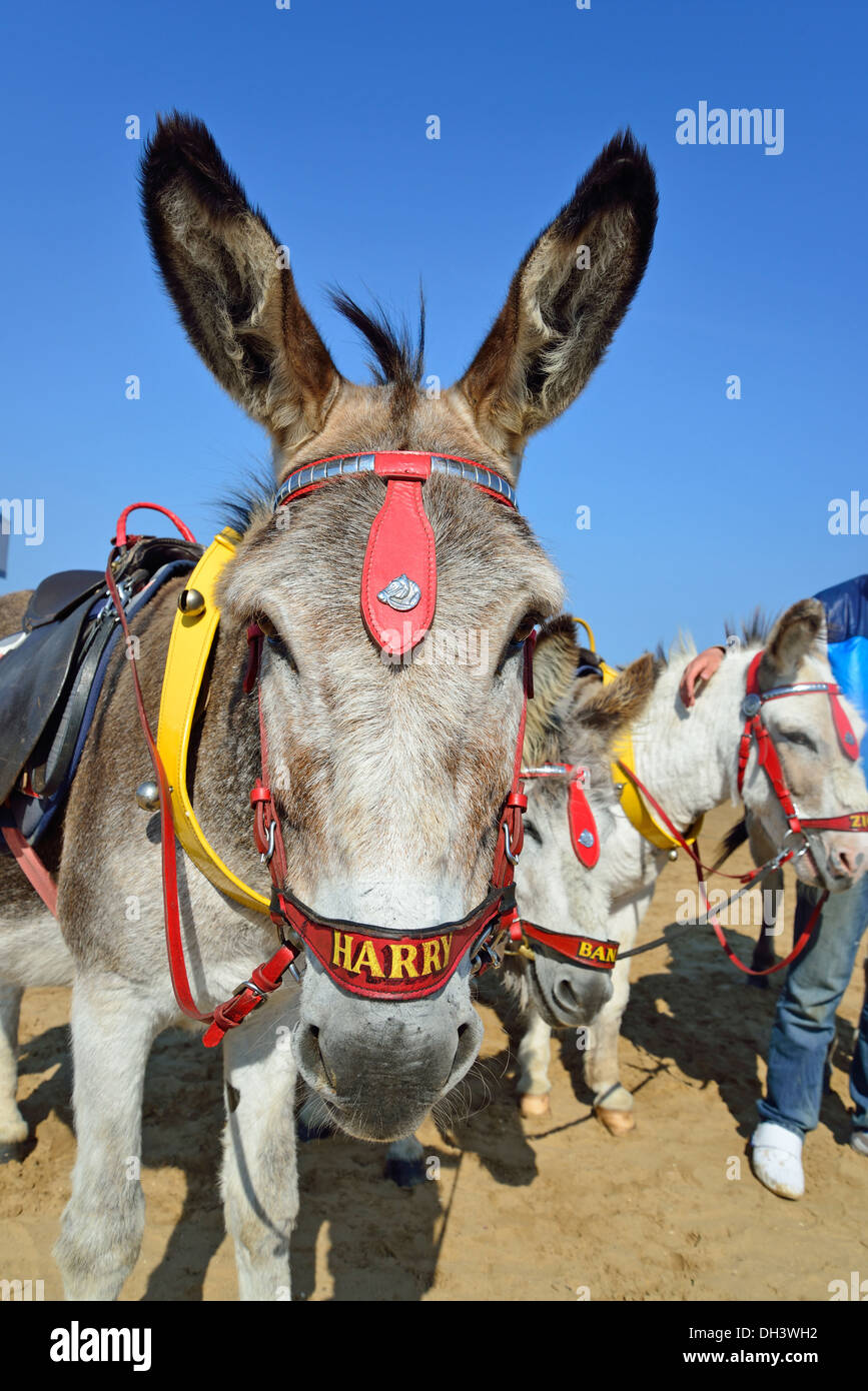 Children's donkey rides on Cleethorpes Beach, Cleethorpes, Lincolnshire, England, United Kingdom