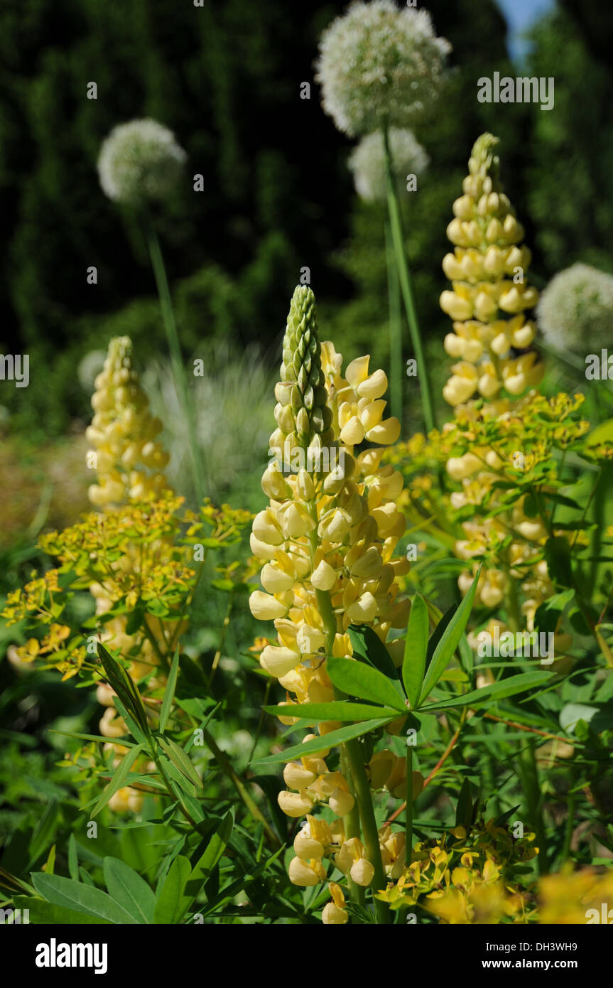 Lupin Stock Photo Alamy