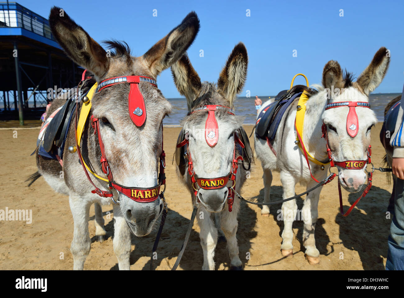Children's donkey rides on Cleethorpes Beach, Cleethorpes, Lincolnshire, England, United Kingdom