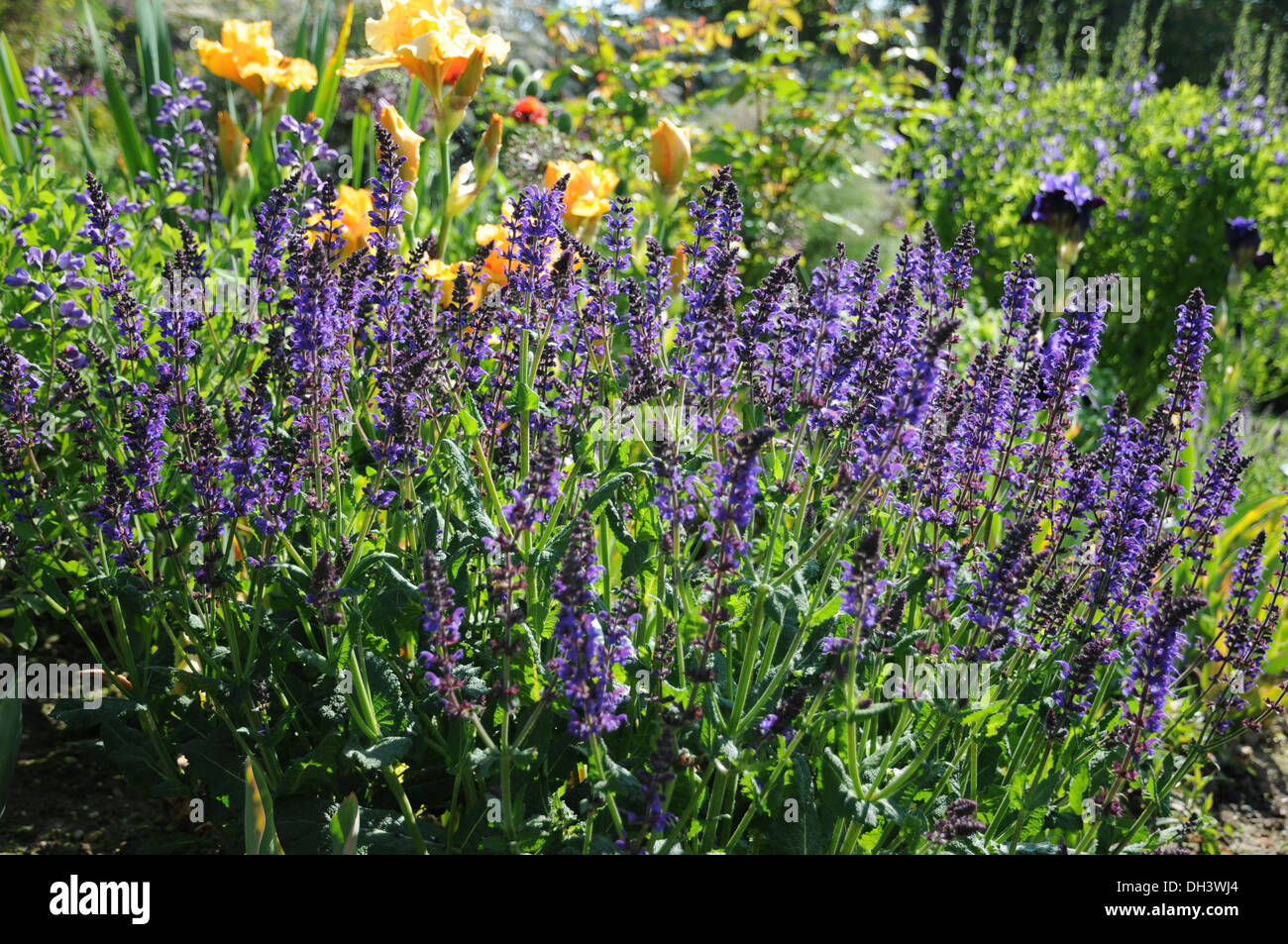 Salvia mainacht hi-res stock photography and images - Alamy