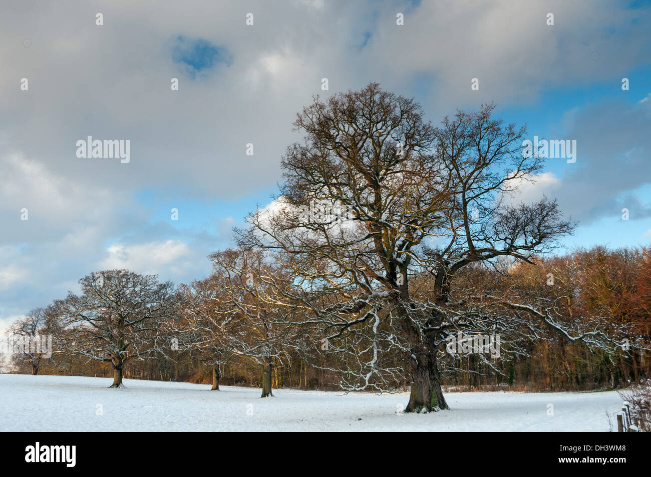 Trees in winter Stock Photo