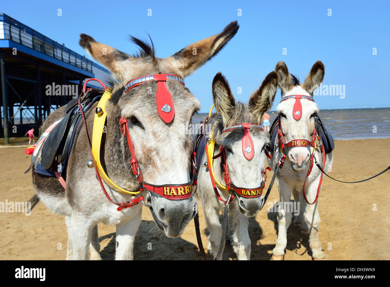 Children's donkey rides on Cleethorpes Beach, Cleethorpes, Lincolnshire, England, United Kingdom