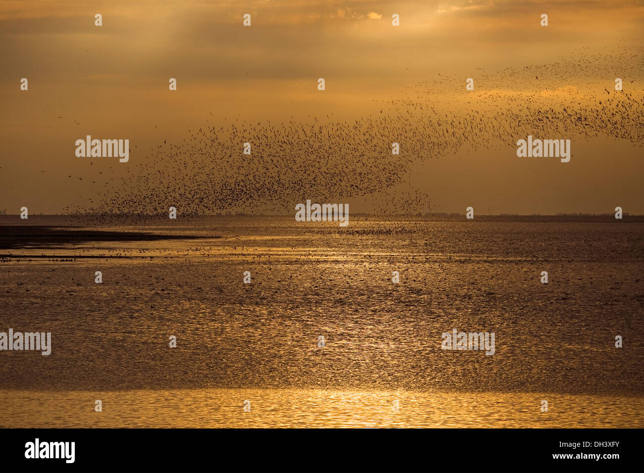 Waders On Mudflats, The Wash Stock Photo