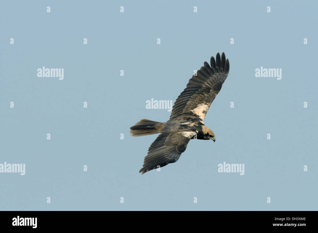 Marsh Harrier Circus aeruginosus Stock Photo - Alamy