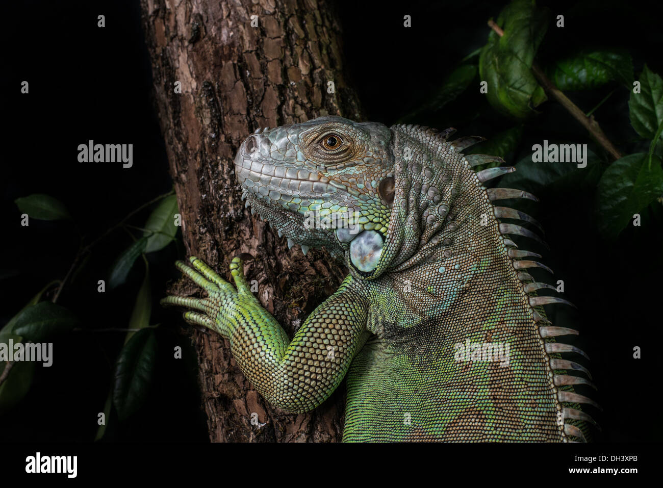 iguana on a tree crawling and posing Stock Photo