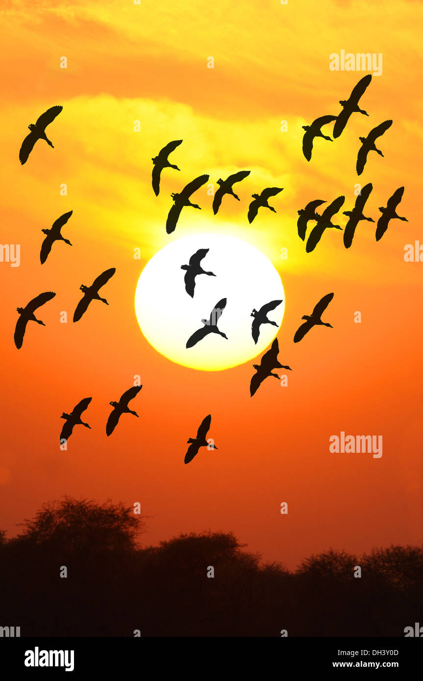 Lesser Whistling-ducks At Sunset - Dendrocygna javanica Stock Photo
