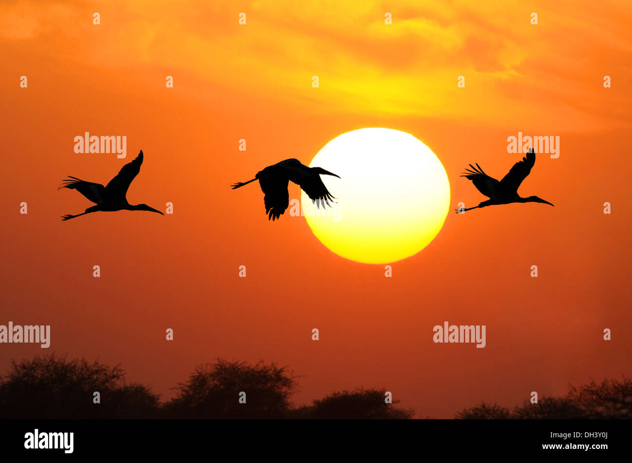 Painted Storks At Sunset - Mycteria leucocephala Stock Photo