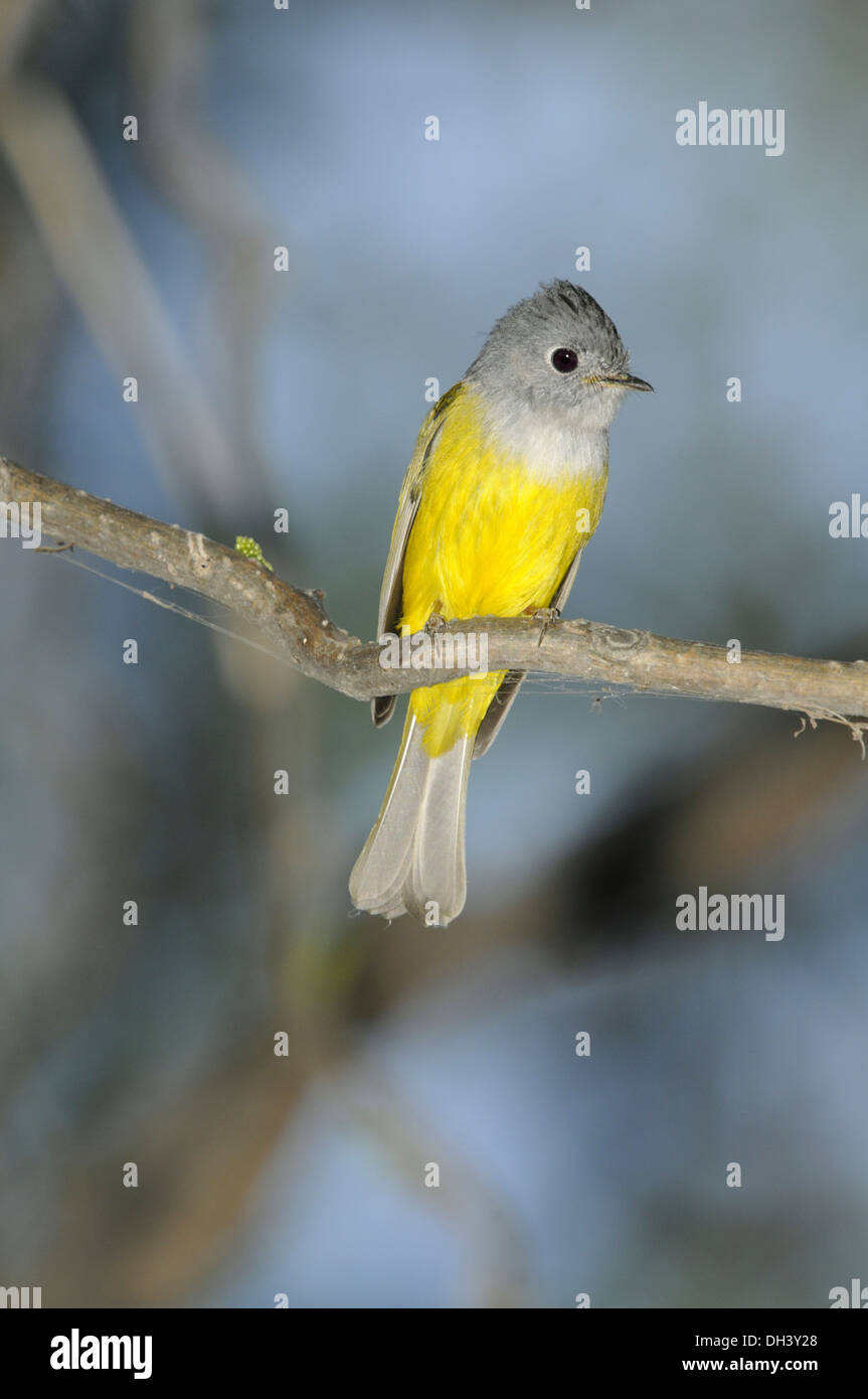 Grey-headed Canary-flycatcher - Culicicapa ceylonensis Stock Photo