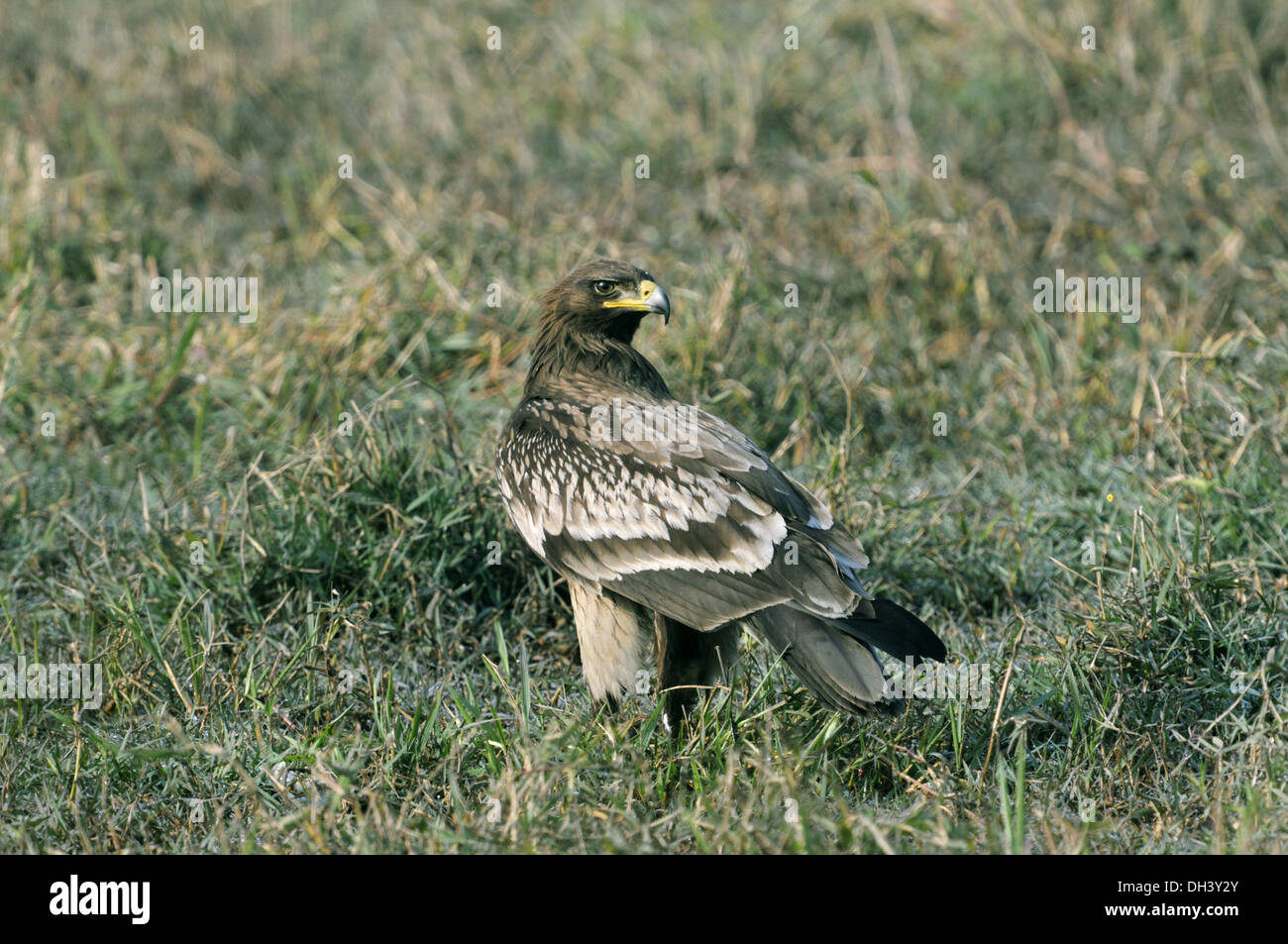 Greater Spotted Eagle - Aquila clanga Stock Photo