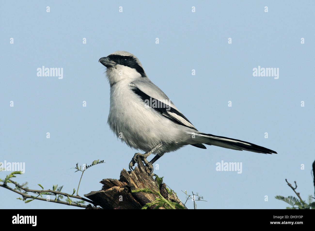 Southern Grey Shrike - Lanius meridionalis Stock Photo