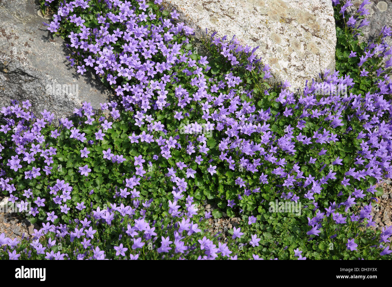 Dalmatian Bellflower Stock Photo Alamy