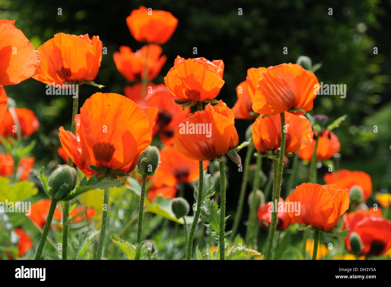 Oriental Poppy Stock Photo