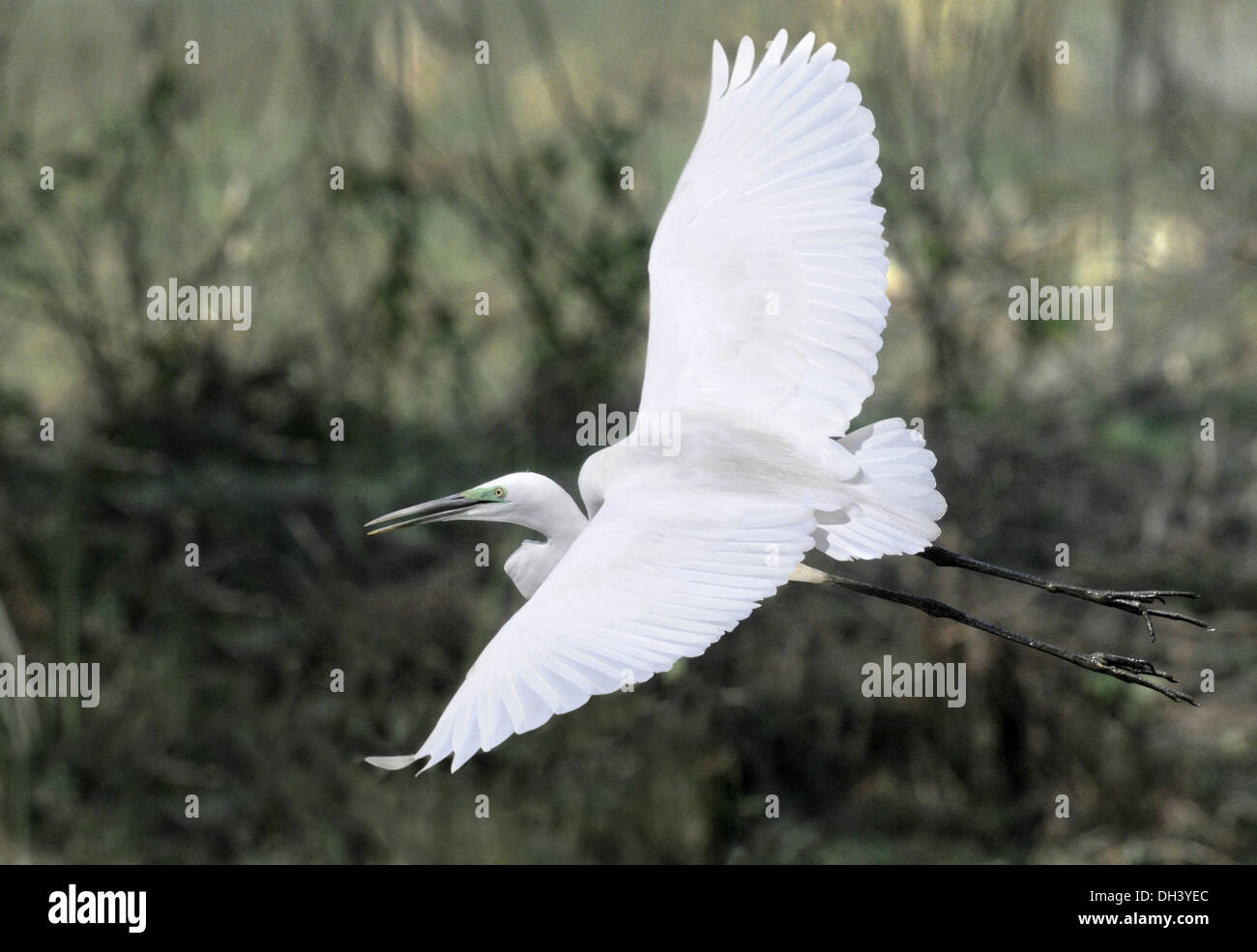 Great White Egret - Ardea alba Stock Photo