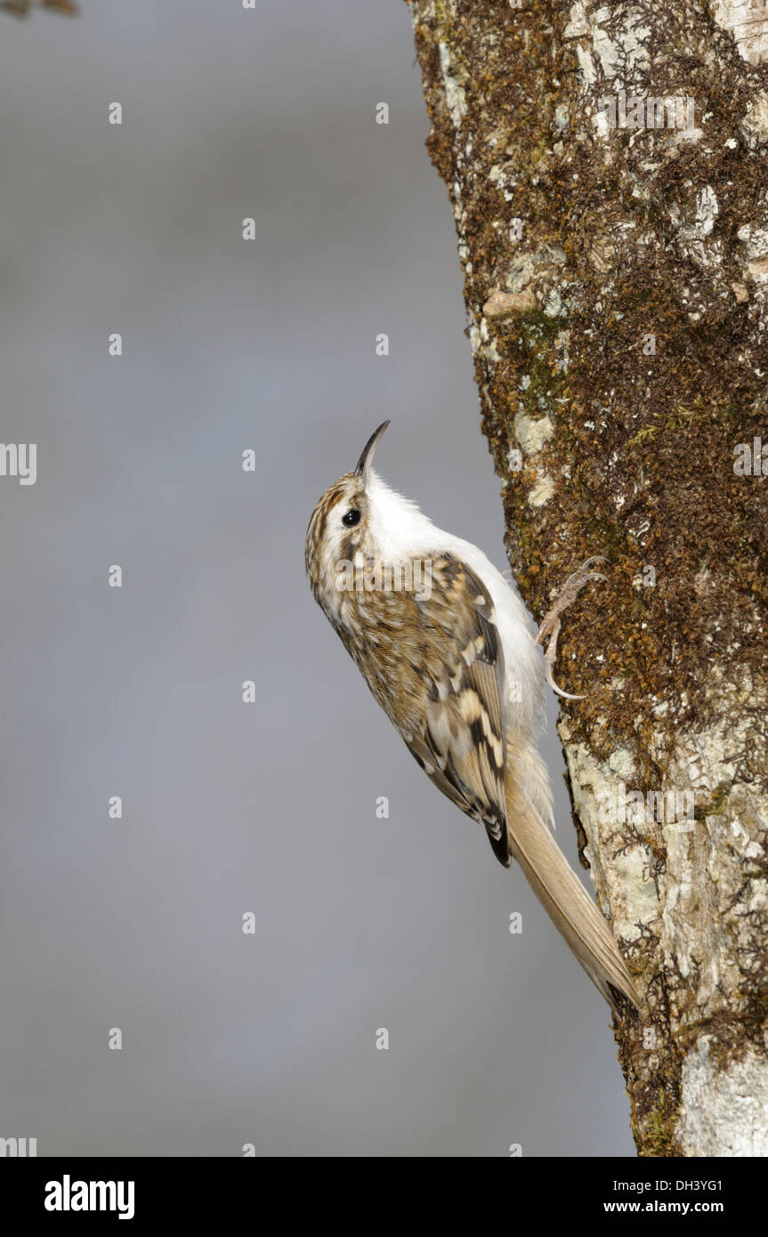 Treecreeper Certhia familiaris Stock Photo