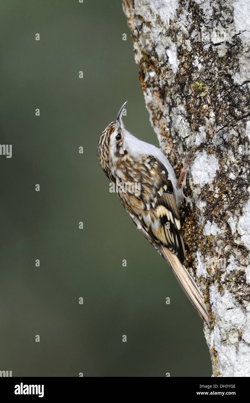 Treecreeper Certhia familiaris Stock Photo