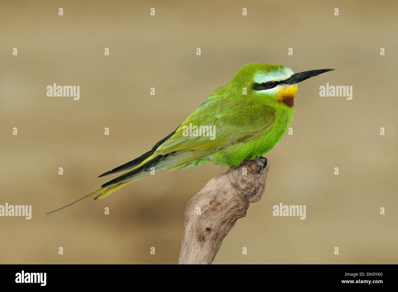 Blue-cheeked Bee-eater - Merops persicus Stock Photo