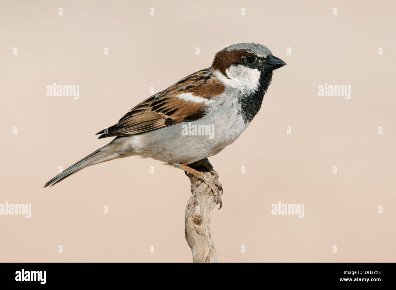 House Sparrow Passer domesticus Stock Photo