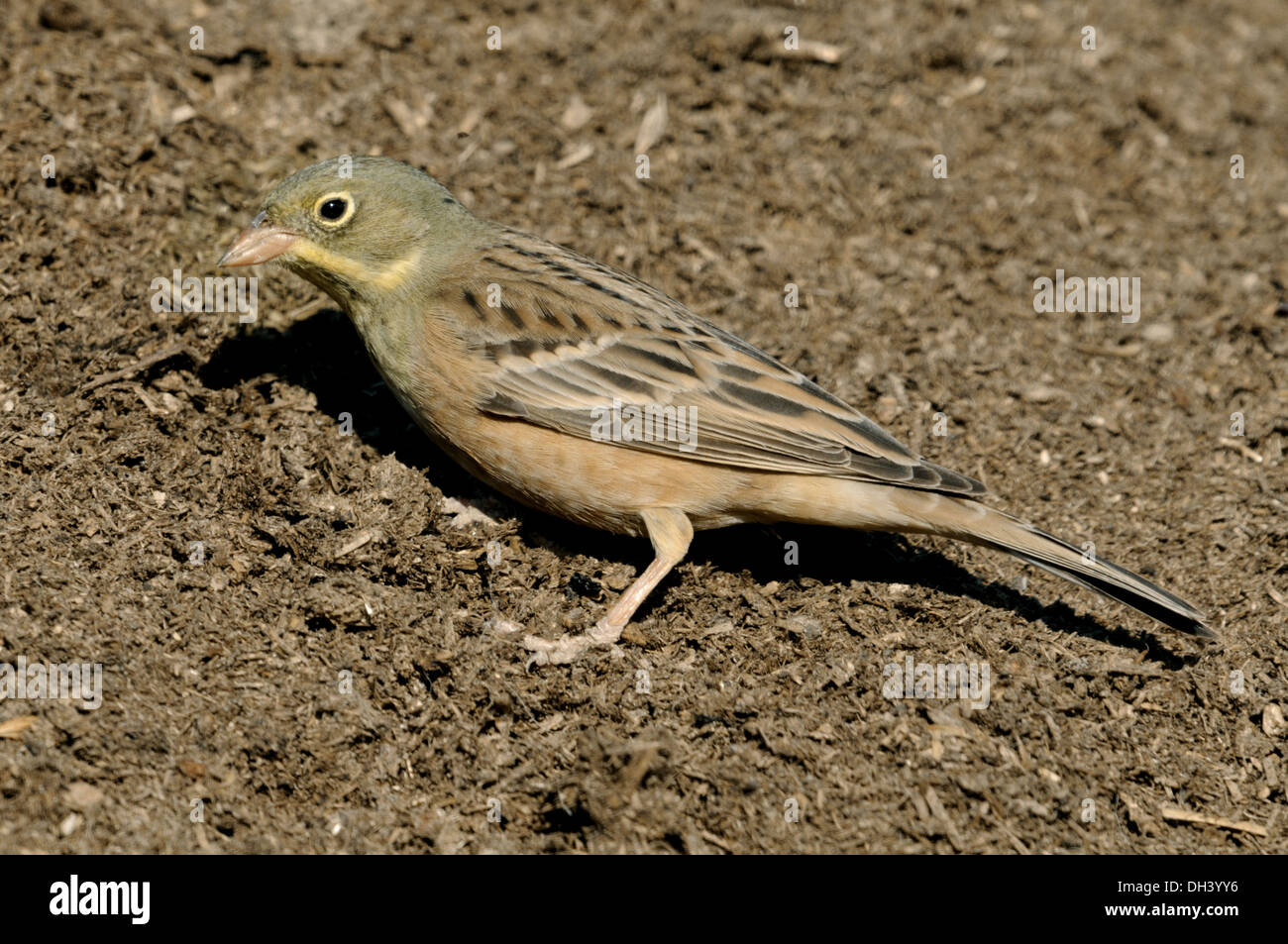 Ortolan Bunting Emberiza hortulana Stock Photo