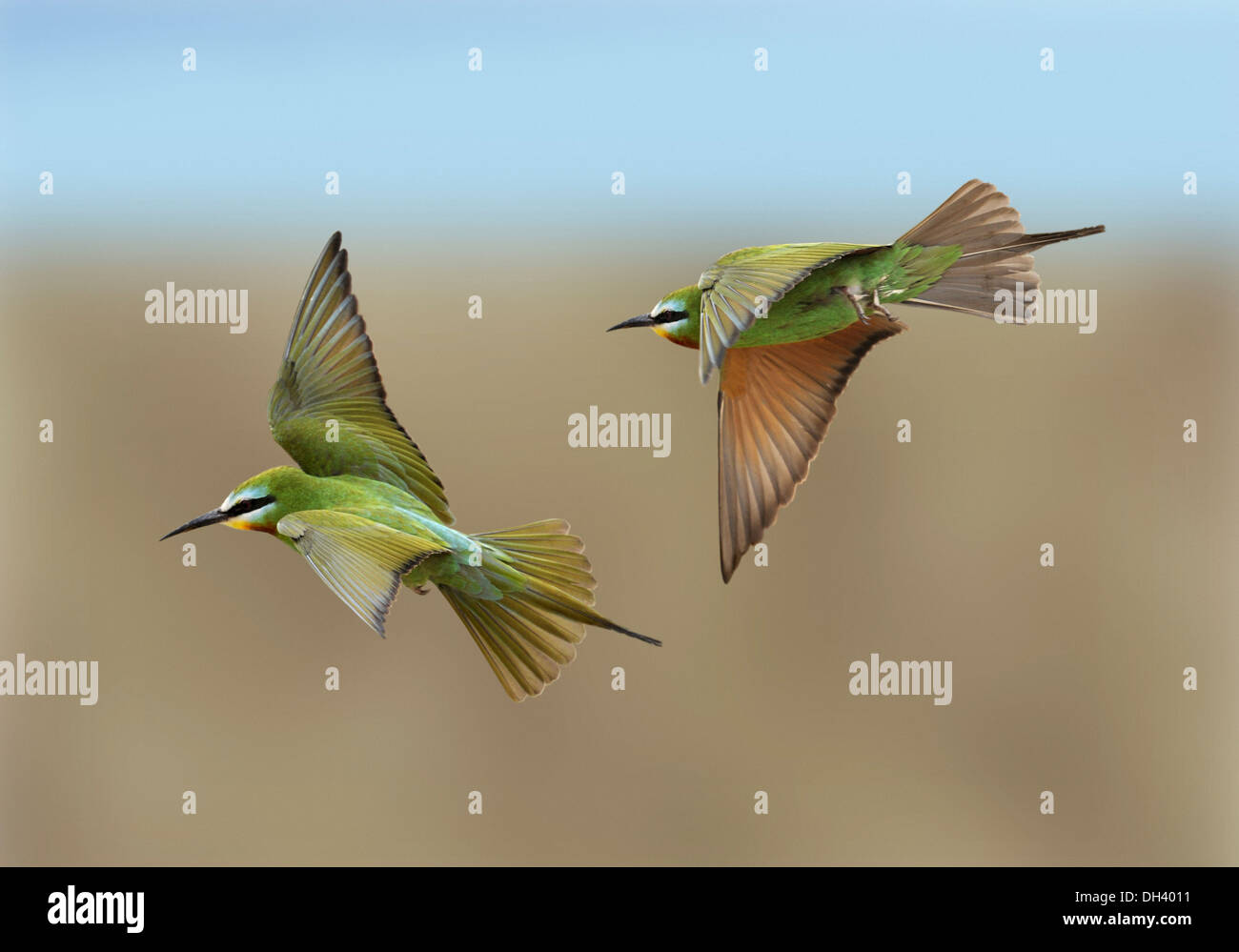 Blue-cheeked Bee-eater - Merops persicus Stock Photo
