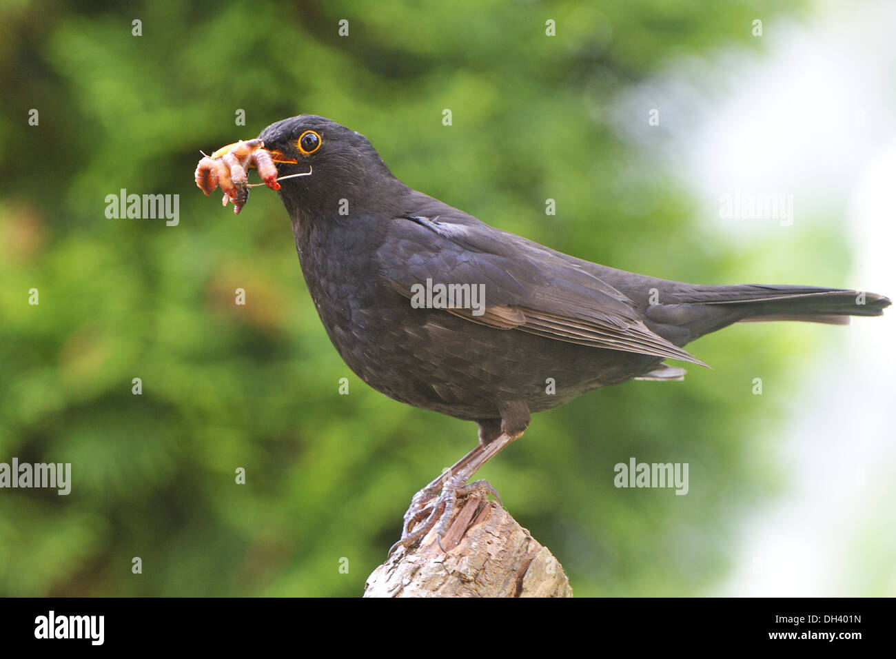 Common Blackbird Stock Photo