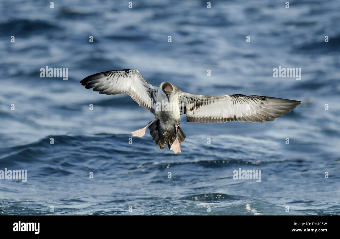 Great Shearwater Puffinus gravis Stock Photo