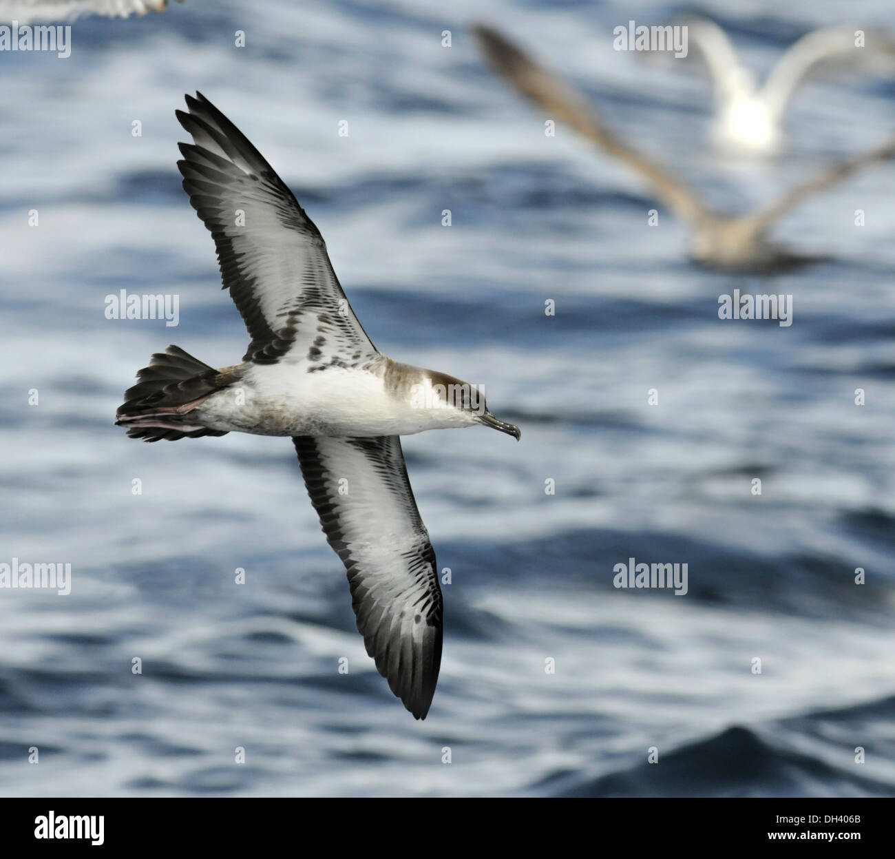 Great Shearwater Puffinus gravis Stock Photo