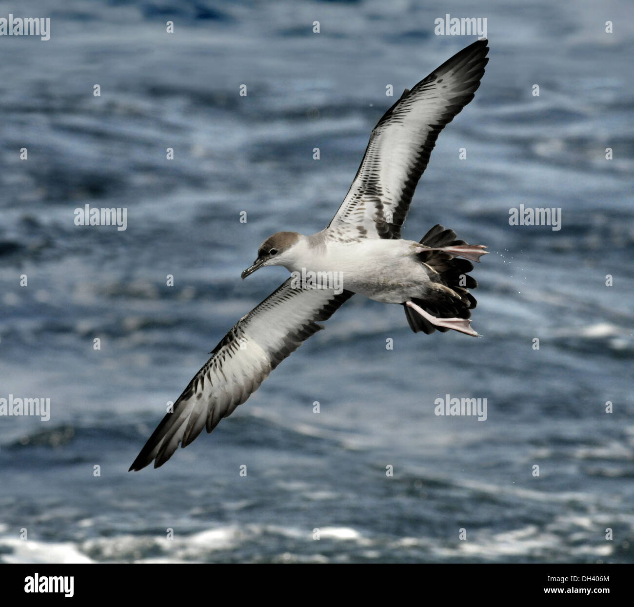 Great Shearwater Puffinus gravis Stock Photo