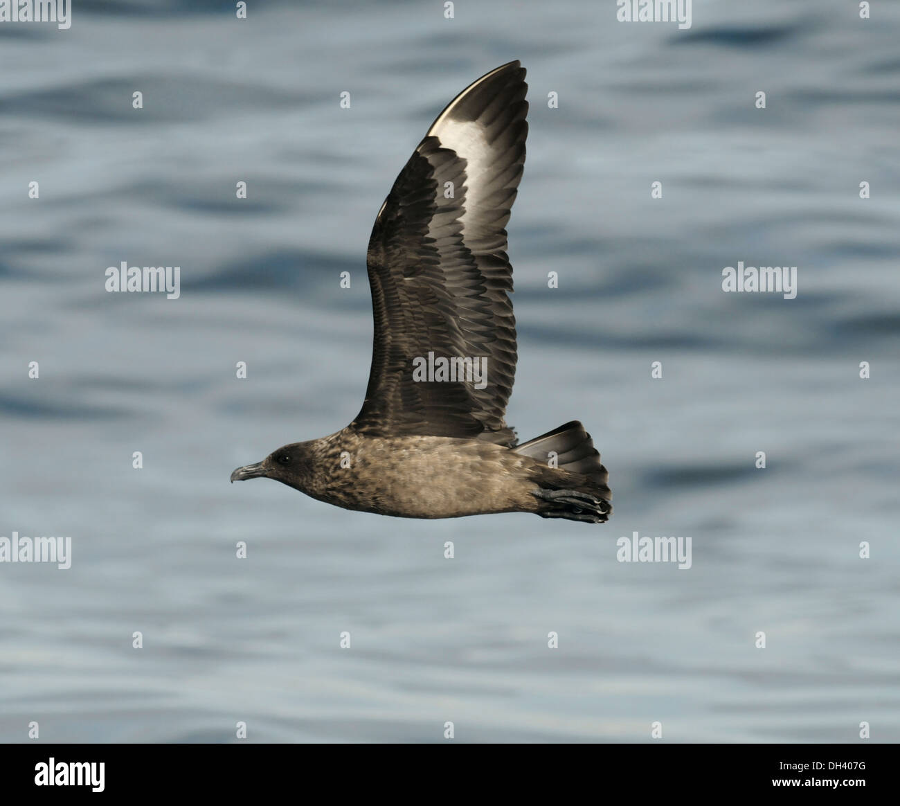 Great Skua Stercorarius skua Stock Photo